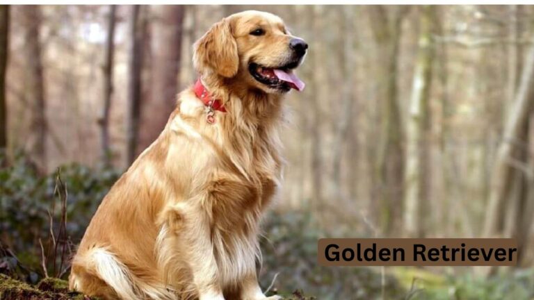 golden retrievers