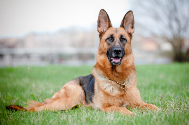 german shepherd dog breed